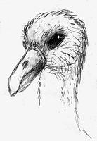 Sketch by Chris Wayan of a gull-like bird's head on Abyssia. Click to enlarge.