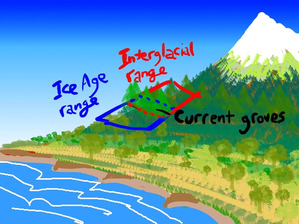 Altitudinal transect of sequoia range--Ice Age, Interglacial, and the narrow bit in common where sequoias are now found. Sketch by Wayan.