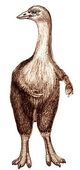 An aep or 'elephant bird', a huge ostrichlike intelligent bird on Abyssia; sketch by Wayan. Click to enlarge.