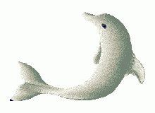 A bottlenose dolphin