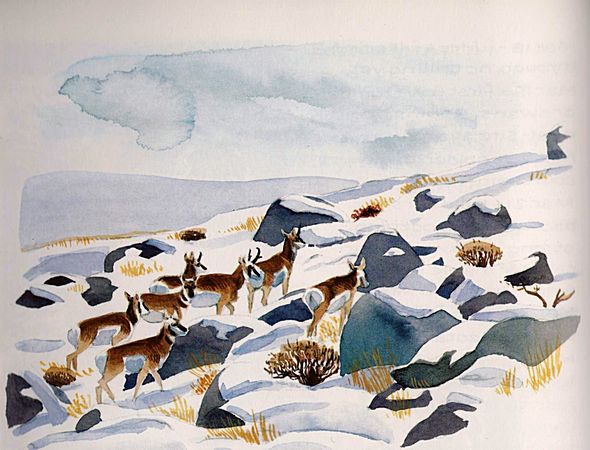 Boulders, snow, deer. Watercolor by Hannah Hinchman. Click to enlarge.