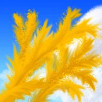 Sketch by Chris Wayan of dream by Nancy Price: sprays of yellow flowering acacia branches against a deep blue sky.