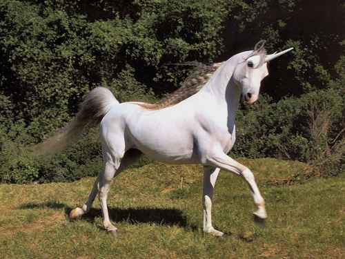 Altered photo showing a white unicorn looking at the viewer and friskily pawing a meadow.