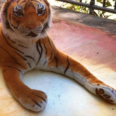 Big stuffed toy tiger found in a thrift shop.