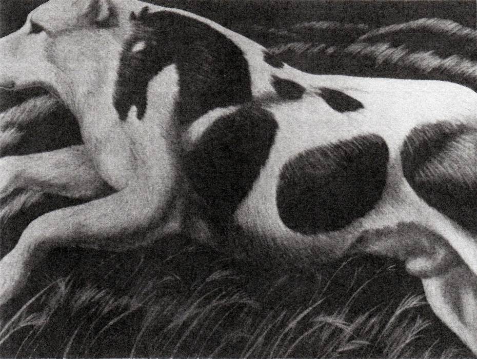 Dog with spots depicting a horse. 'Flanders', a dream painting by Rachael Dutton.