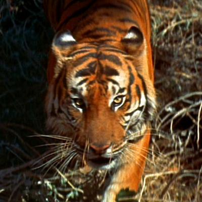 Tiger in the Star Trek episode 'Shore Leave'