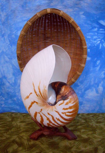 A shrine? A carved nautiloid shell under a ratten canopy in the middle of a treeless savanna: south Iba, a continent on Kakalea, an rather dry Earthlike world.