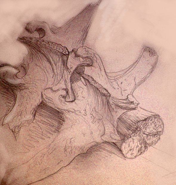 Ink and sepia sketch of vertebra on sand in the desert of western Tua, a small southern continent resembling Australia, on Kakalea, a model of an Earthlike world with dry continents.