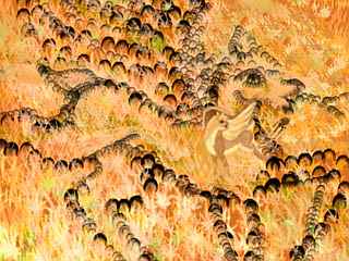 A field of dry golden grass from the air. Lines of dark rocks form a huge drawing of a winged deer, just like the living one kicking an out-of-place rock away.
