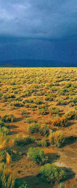 A dry, golden plain of brush and bunch grass. Cloudy hills on horizon.