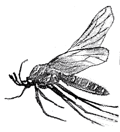 Mosquito in profile. Stamp art, artist unknown.