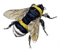 Ink drawing of a bee.