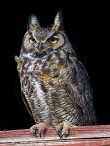 A small horned owl.