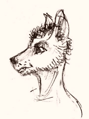 Wolf-person head; ink, profile; by Wayan