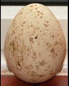A large speckled egg.