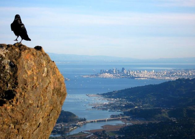 Corvid near summit of Mt Tamalpais; San Francisco in background. Photo from Mapio.net. Click to enlarge.