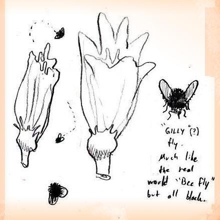 Black 'gilly flies'. Dream sketch by Sam H.